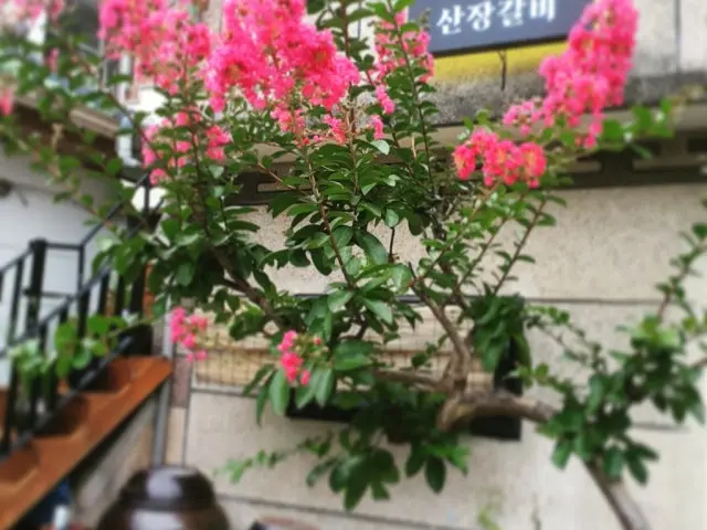 Sanjanggalbi Photos 1