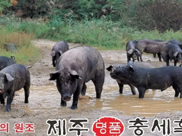 Jejuchungseheukdwaeji Black Pork (Heukdwaeji) 1